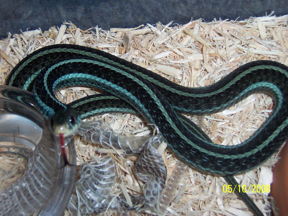 T.s.similis (Florida blue stripe)