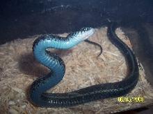 Axanthic Plains garter