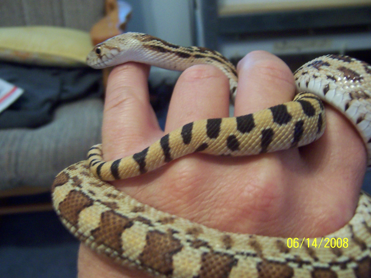 07 hypo sonoran gopher