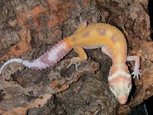 tang albino