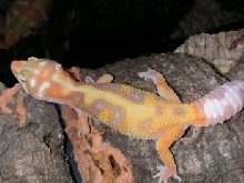 tang albino