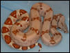 Orange tail X Harlequin