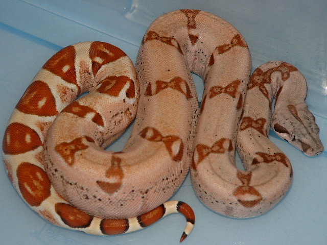 Orange tail X Harlequin