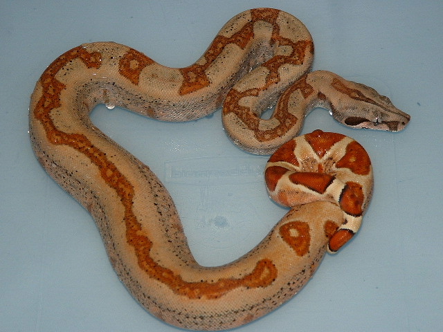 Orange tail X Salmon