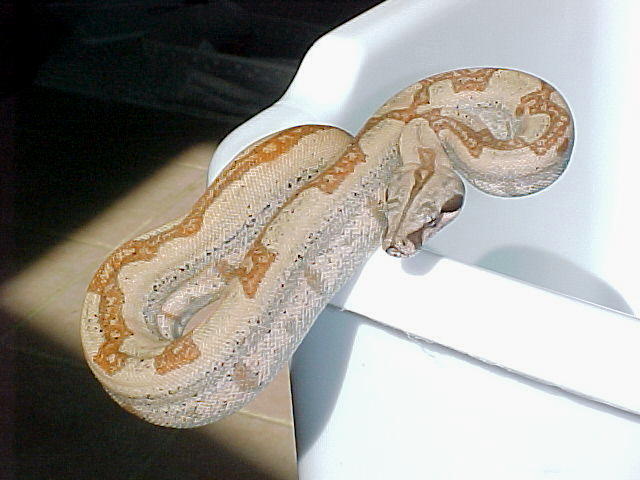 2002 female