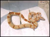 Female Harlequin/"Hypo"