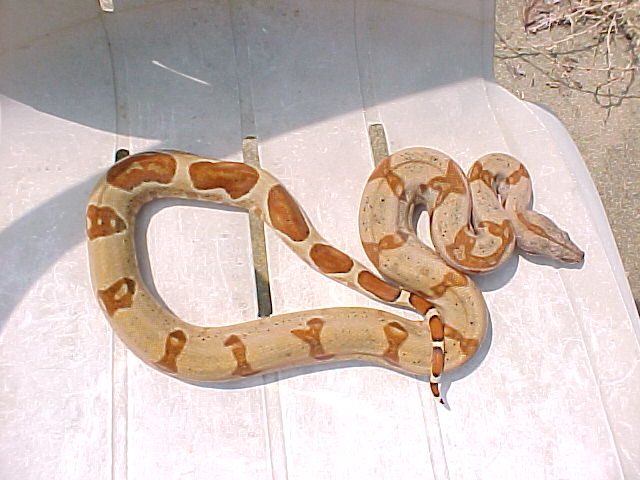 Female Harlequin/"Hypo"