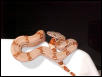 Harlequin X Salmon(orange-tail)/Hypo