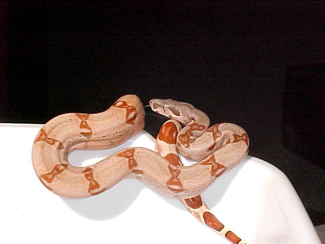 Harlequin X Salmon(orange-tail)/Hypo