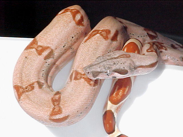 2002 male (close up)