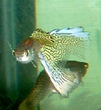 Lyretail Guppy