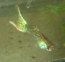Mako: 3 Month Old Lyretail Snakeskin