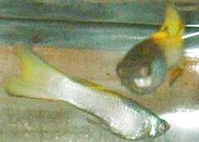 Platinum Yellow Males