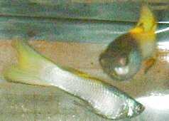 Platinum Yellow Males