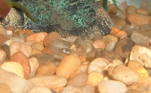 Newborn Guppy Fry