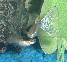 Tristan and Ishizu