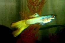 Yami