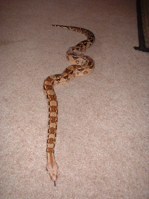 Buffy