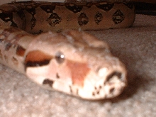 shes not camera shy