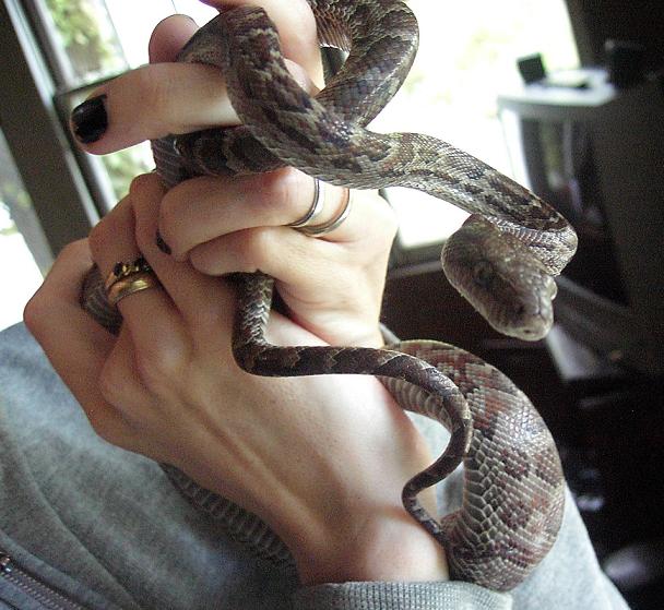 Claudia2 - Haitian Boa