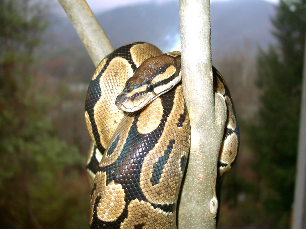 Gar in her tree
