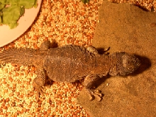 frodo sept05
