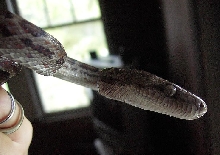 Claudia closeup - Haitian Boa