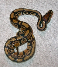Darwin2