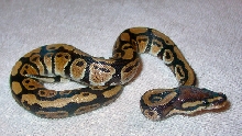 Darwin3