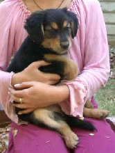 female puppy