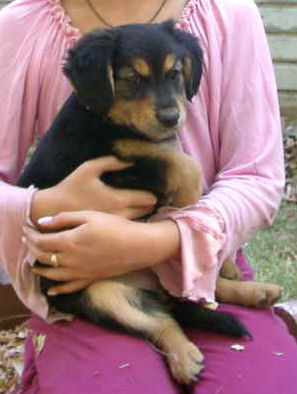 female puppy