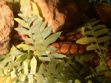 fuego hiding