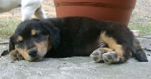 male puppy