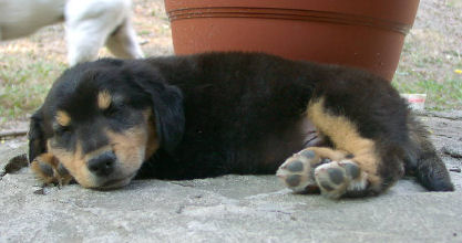 male puppy