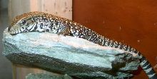 amigo basking