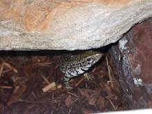 amigo in his hide