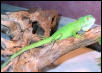 Baby green iguana