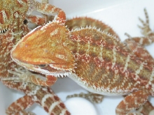 male