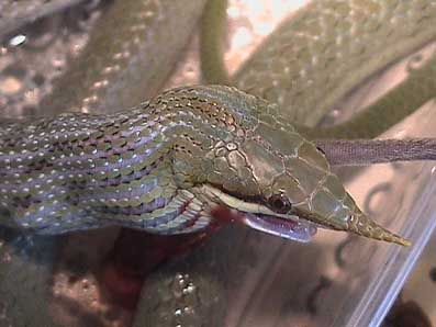 Feeding sequence 10