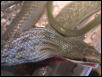 Feeding sequence 11