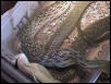 Feeding sequence 12