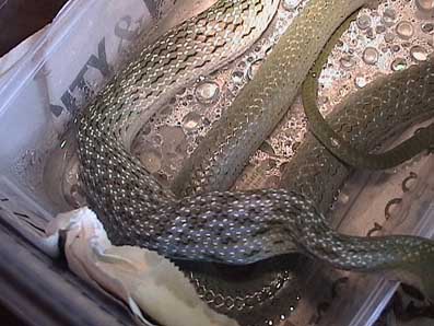 Feeding sequence 12