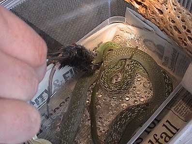 Feeding sequence 2