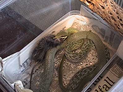 Feeding sequence 3