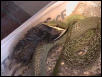 Feeding sequence 4
