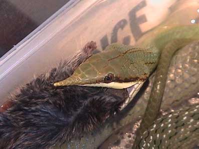 Feeding sequence 5