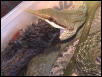 Feeding sequence 6