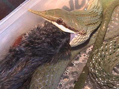 Feeding sequence 6