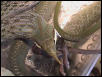 Feeding sequence 8