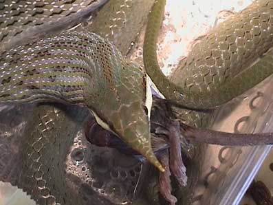 Feeding sequence 8